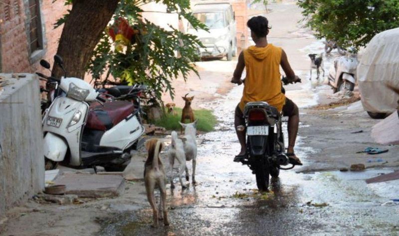 कोरोनाकाल में संक्रमण के साथ श्वानों का भी शिकार हुए लोग
