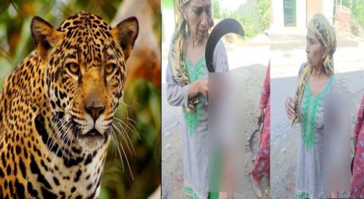 Leopard attacked 60 year old woman in Mandi district at Himachal Pradesh 