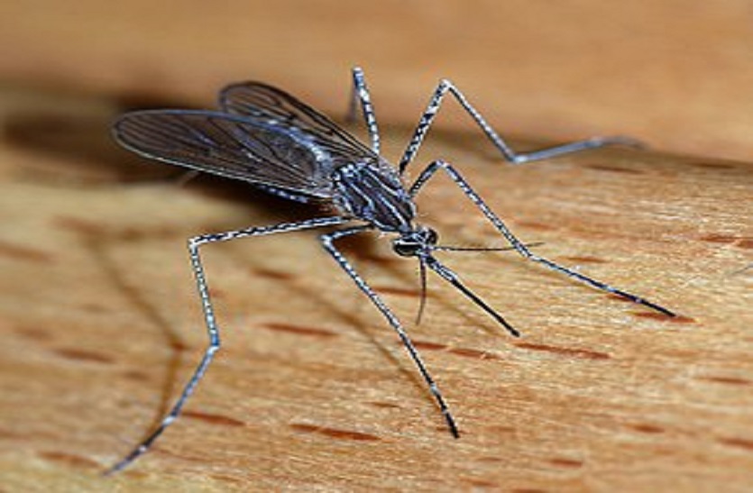 कोरोना को हराया, अब मलेरिया मिटाने की मुहिम