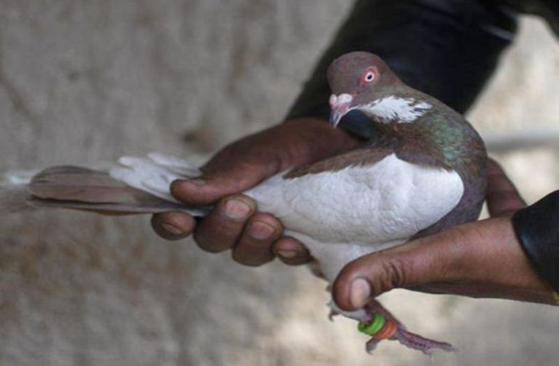 detective pigeon spy pigeon pakistan detective