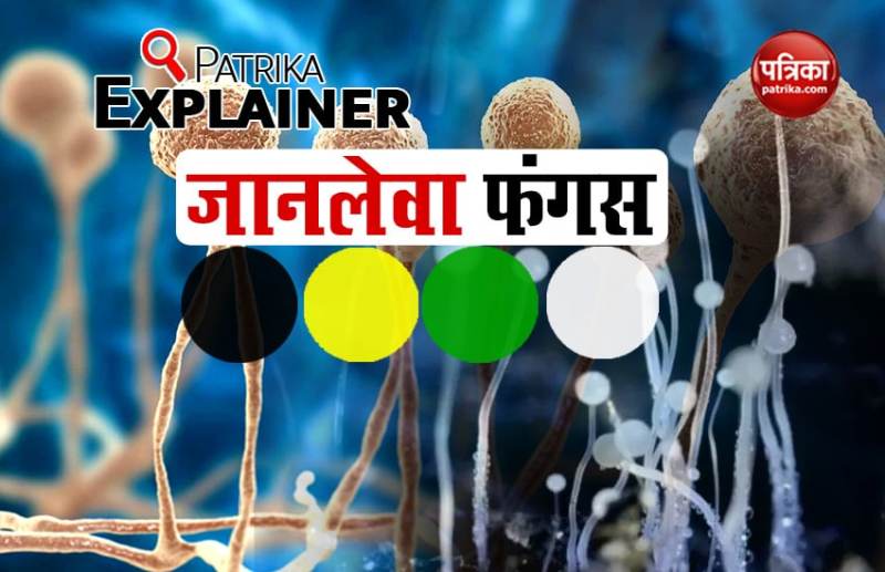 Patrika Explainer: Everything about Green Fungus, Black Fungus, White Fungus and Yellow Fungus 