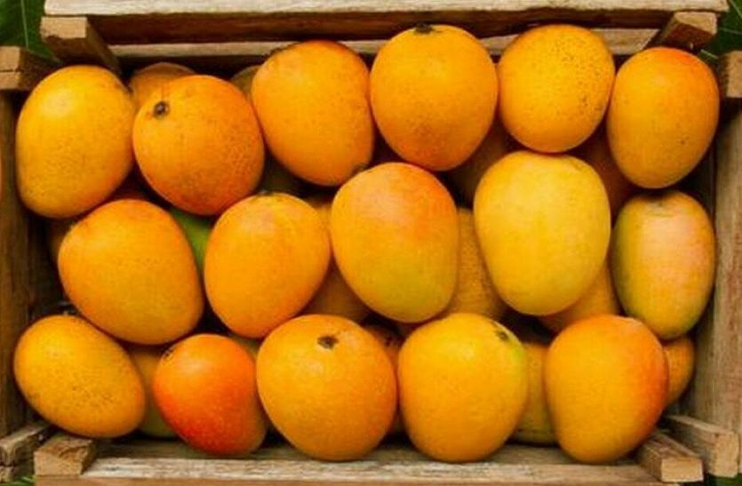 sabse achche aam hapoos mango rate alfonzo mango Alphonso mangoes