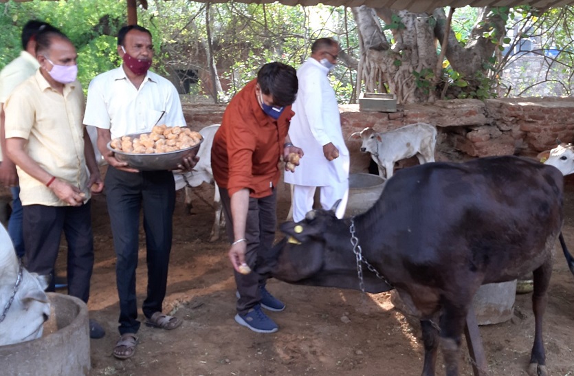 BJP MLA Ramlal Sharma dedicates birthday for Cow service