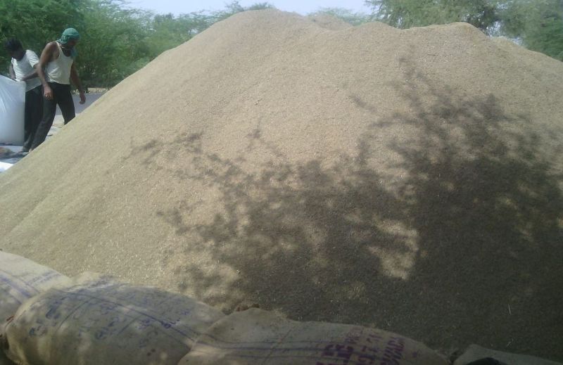 बाड़मेर के ‘जीरे’ की सौंधी खुशबू से महकने लगा ‘गुजरात’