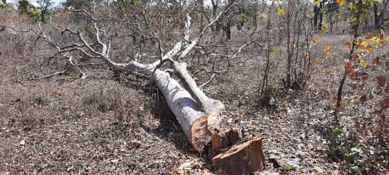 Wood mafia is destroying forests