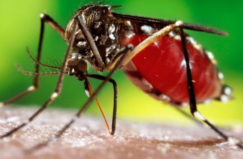 डेंगू की रोकथाम के लिए फंड नहीं दे रहा केंद्र