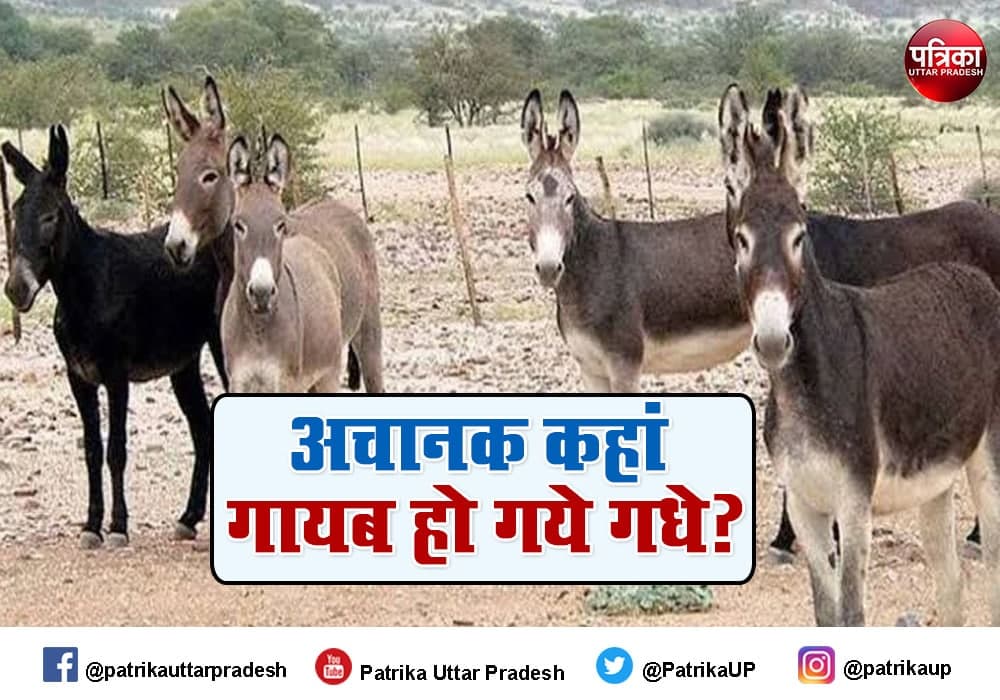 donkeys are missing from sultanpur