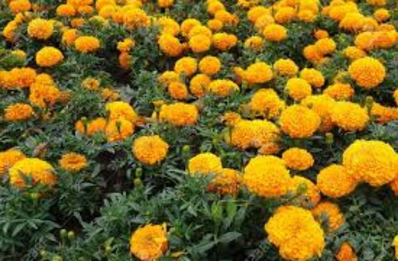 Mosquito repellent home remedies