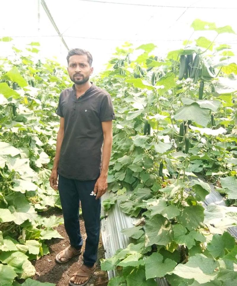 cucumber cultivation