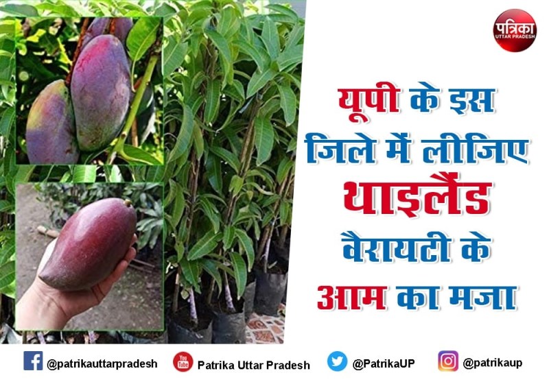 बाराबंकी में आमों की एक से एक वैराइटी, ये किस्म सबसे ज्यादा स्वादिष्ट, थाइलैंड की प्रजाति भी हुई तैयार