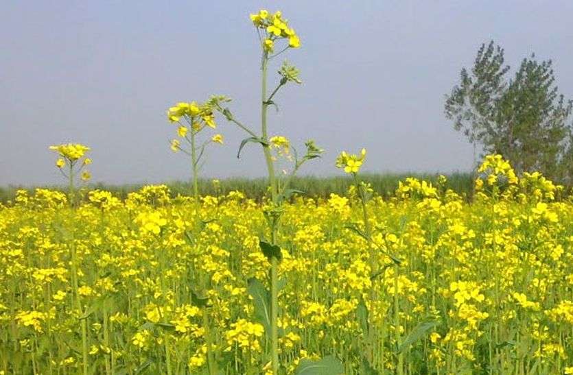 Farmers Making Their Field Ready For Mustard Crop Because Of Profit