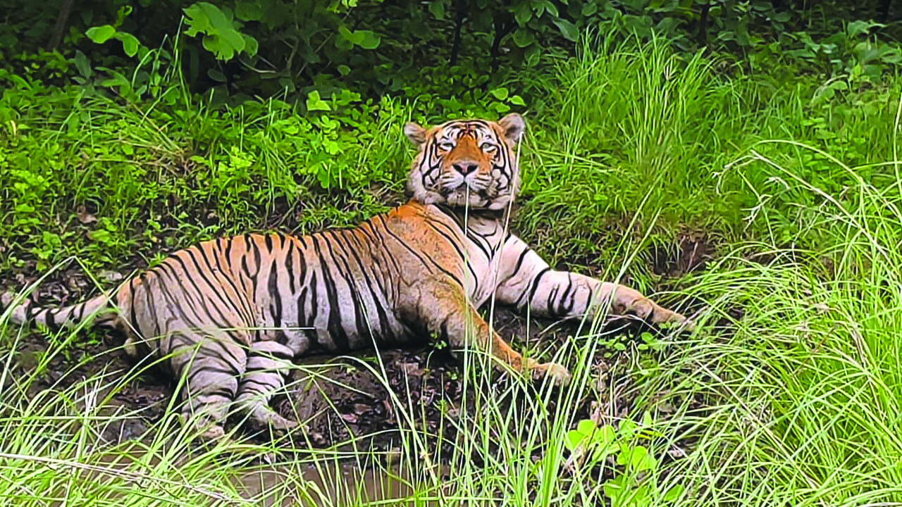 वनमंत्री ने कोटा में कहा - जल्द लाएंगे मुकुंदरा हिल्स टाइगर रिजर्व में बाघ