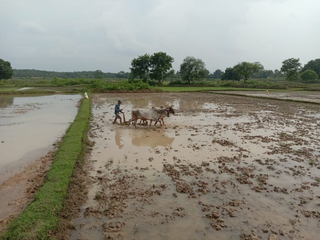 Field ready for Kharif sowing, shortage of manure, farmers are getting