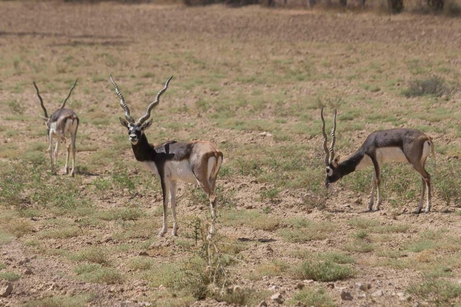 पूरे प्रदेश में ग्रीष्मकालीन वन्यजीव गणना दूसरी बार भी स्थगित
