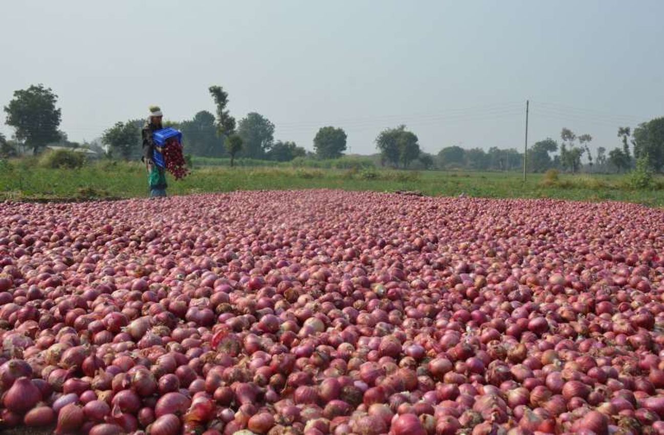 हर साल रुलाने वाला प्याज इस बार लाया किसानों के चेहरे पर मुस्कान