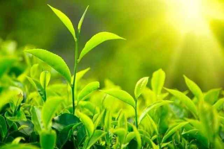 .ज़ोधपुर संभाग के 21 लाख परिवारों को 95 लाख पौधे होंगे नि:शुल्क वितरित
