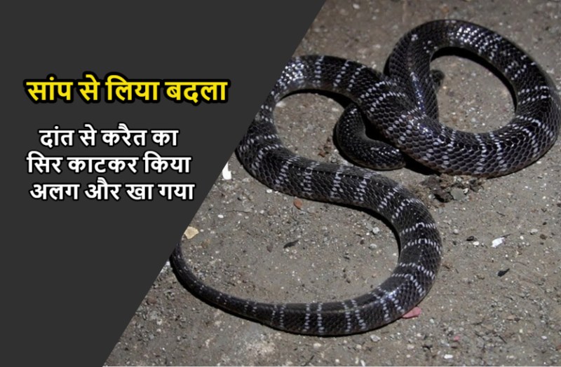 raigarh_snake_bite_news.jpg