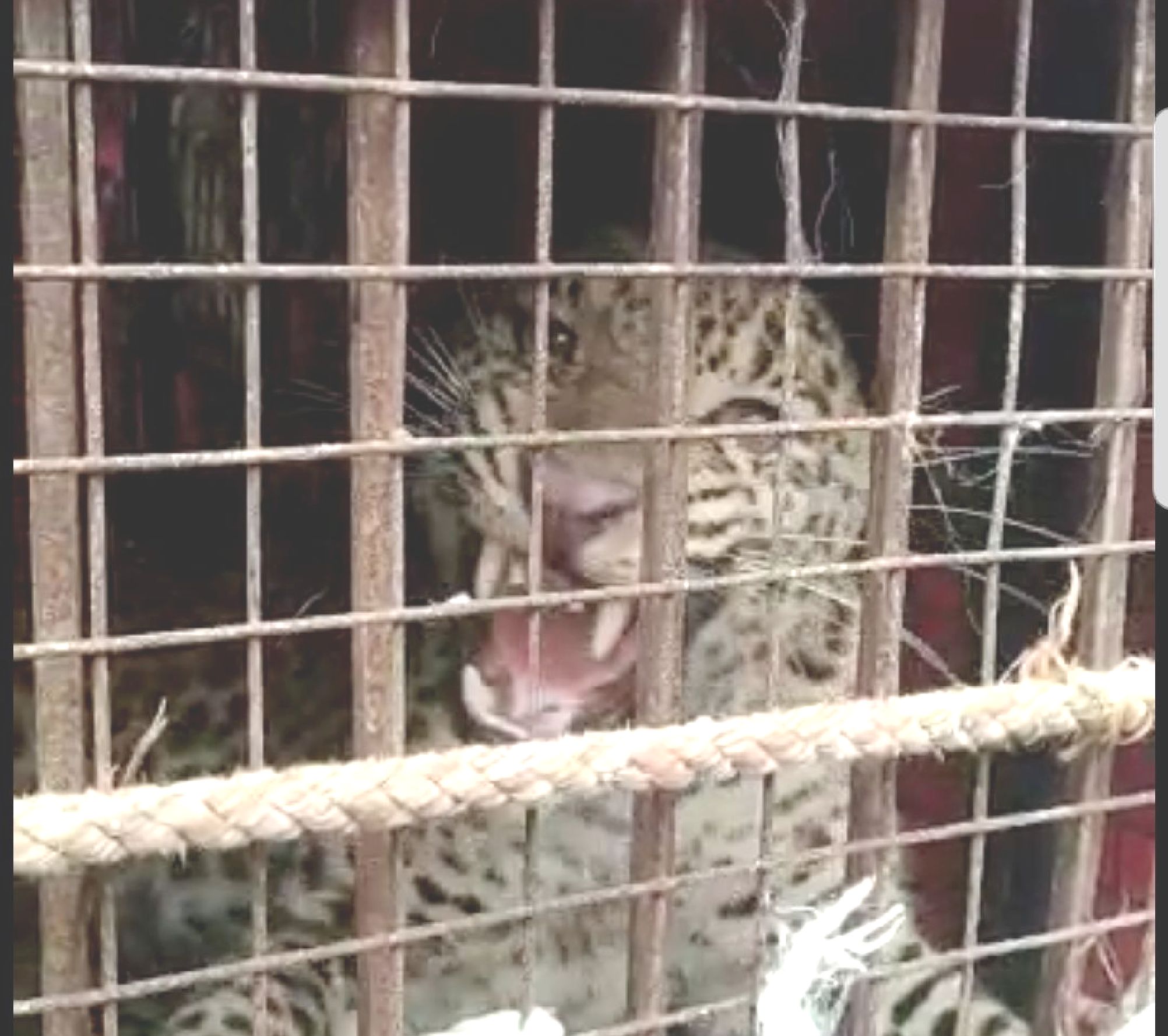 Burhanpur: The roar of a caged leopard