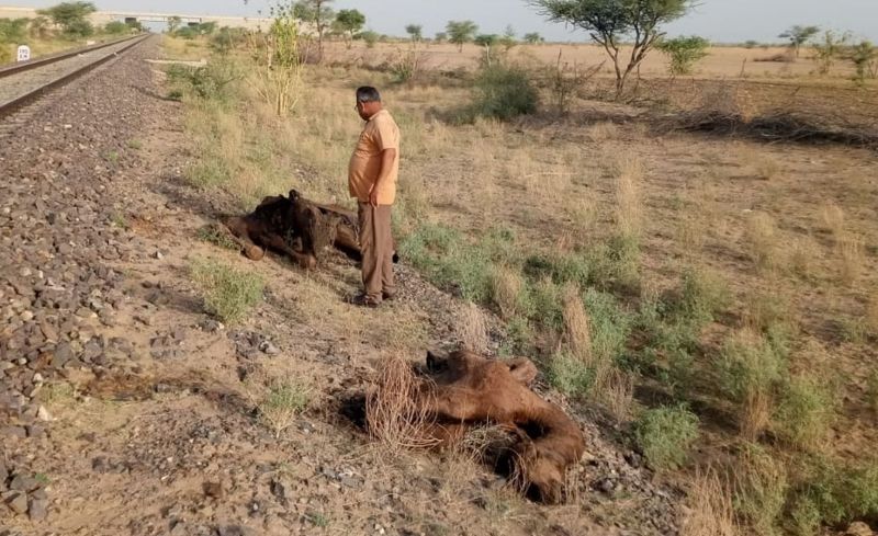 ऊंट-ऊंटनियों का किया पोस्टमार्टम, जांच शुरू