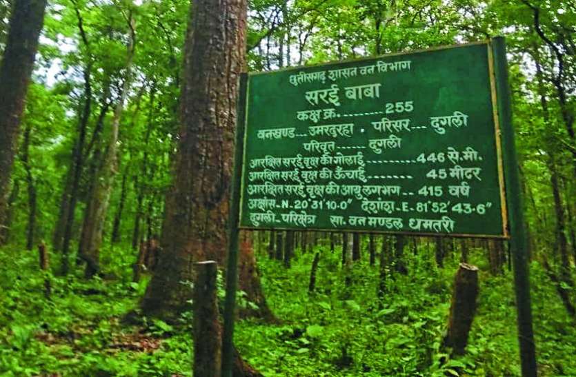 दुगली जंगल में 418 वर्ष का पेड़, 'सरई बाबा' के नाम से जानते है लोग