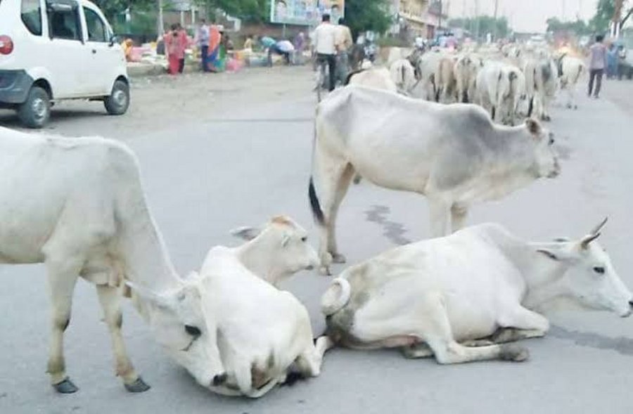 Lakhs of cattle in Singrauli, milk production only 80 thousand liter