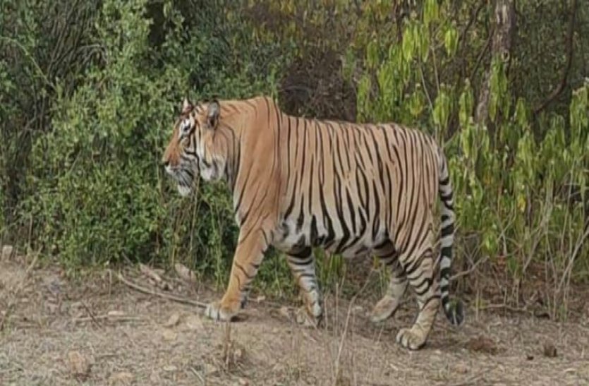 Sariska Tiger Reserve: Sighting Of ST-21 Yuvraj