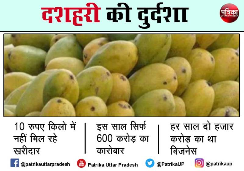 जून में 8 बार बारिश से खराब हुई दशहरी, 1400 करोड़ रुपए का नुकसान, किसान मायूस