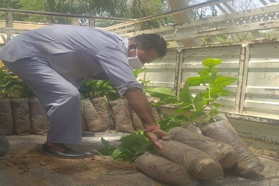 नर्सरियों में चार लाख पौधे तैयार, अब मानसून का इंतजार