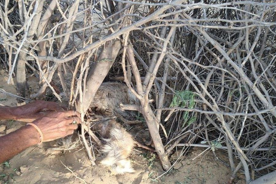 खरगोश और तीतर लेकर भागने में कामयाब रहे शिकारी
