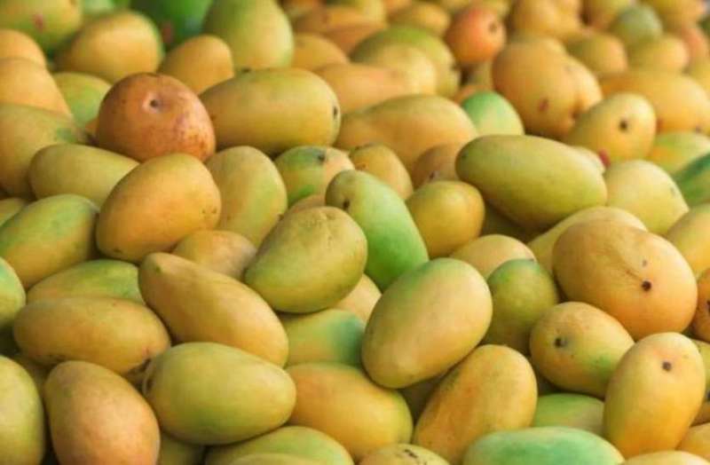 आम ज्यादा पैदा होने से बंद हो गई अलवर की कई सरसों तेल मील