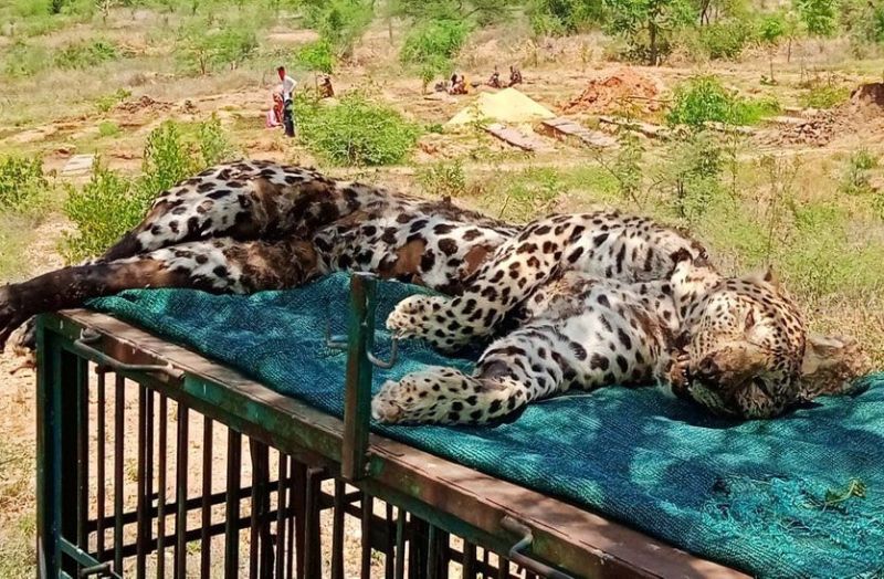 मादा पैंथर की मौत : वह भूख-प्यास से भटकती रही,आखिर भारी पत्थर गिरने से गुफा के द्वार पर तोड़ दिया दम