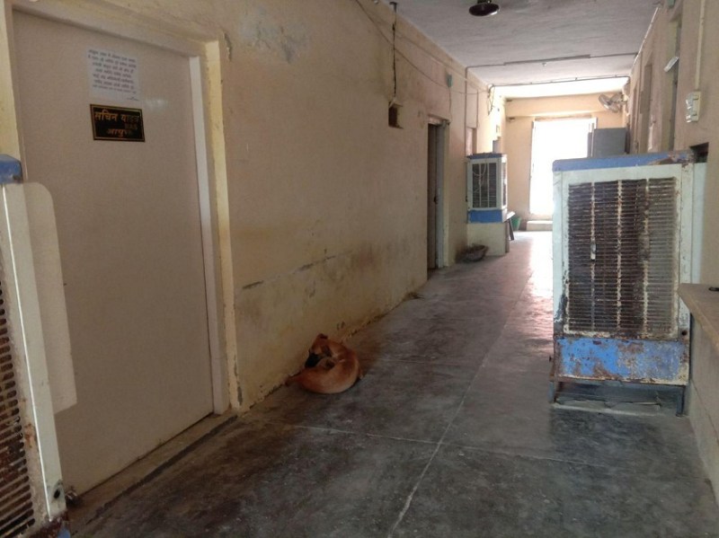 गलफांस बने आवारा श्वान: लगातार बढ़ रही संख्या, हर साल बीस हजार लोग डॉग्स बाइट के शिकार