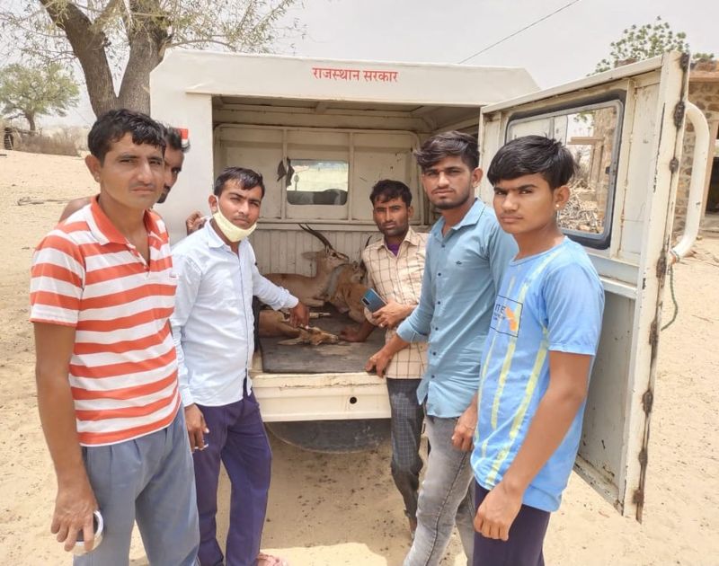 तीन चिंकारा बचा वन विभाग को सुपुर्द