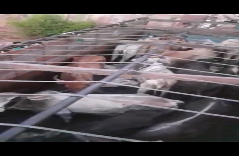 बंद कंटेनर में ले जा रहे गोवंश, दम घुटने से 30 की मौत