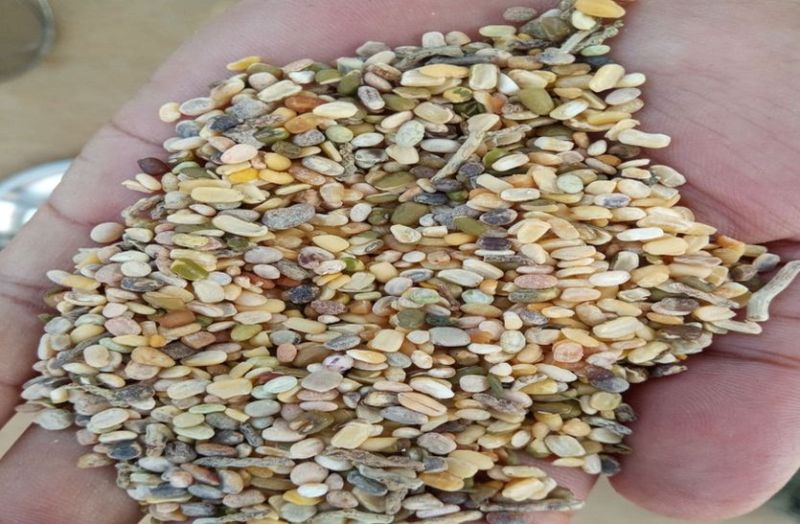 10 गांवों के मिड-डे मील की दाल में कंकड़-पत्थर और गेहूं-गवार, मसाले भी खराब