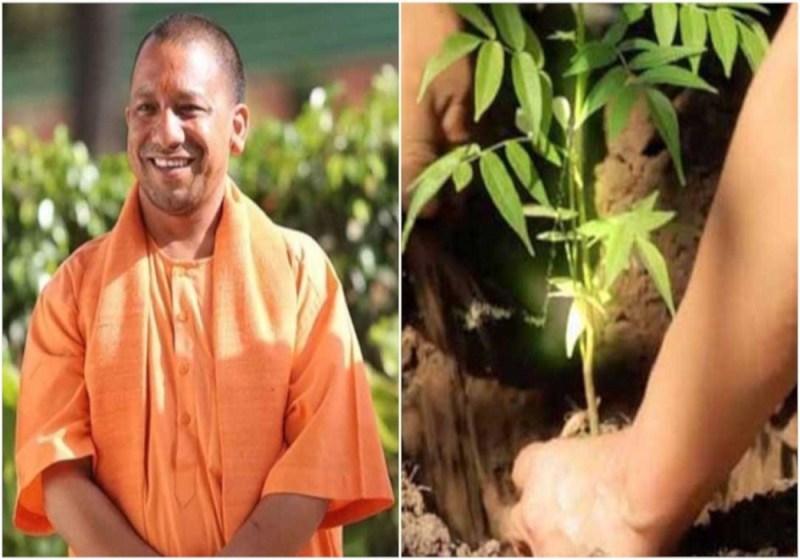 UP Plantation Campaign: यूपी सरकार वृक्षारोपण का बनाएगी नया रिकॉर्ड, इस तरह की गई है पूरी प्लानिंग