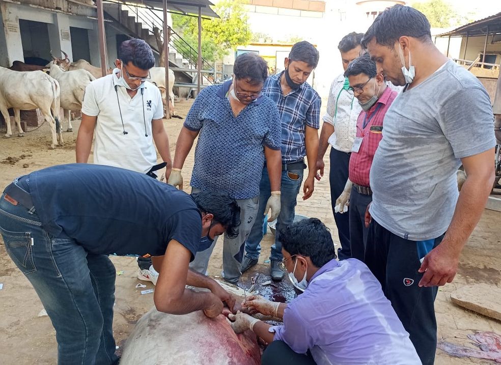 गाय को किया हिण्डौन रैफर, गौशाला में कराया सीजेरियन प्रसव