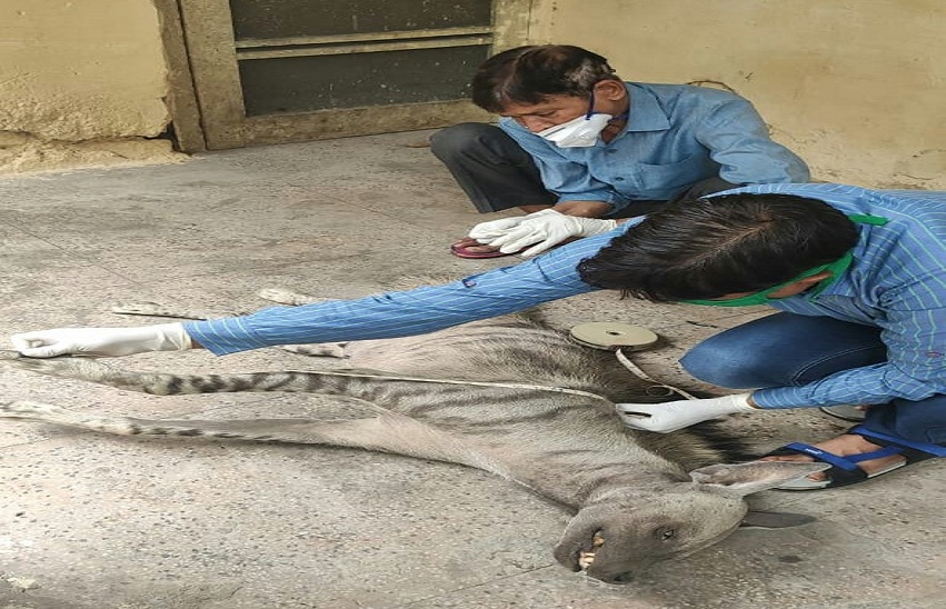 jarakh dead