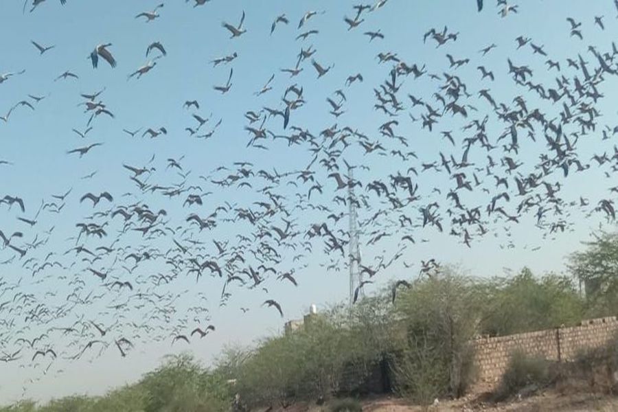खीचन में कुरजां की सुरक्षा के लिए चार साल बाद भी नहीं लगे बर्ड डायवर्ट