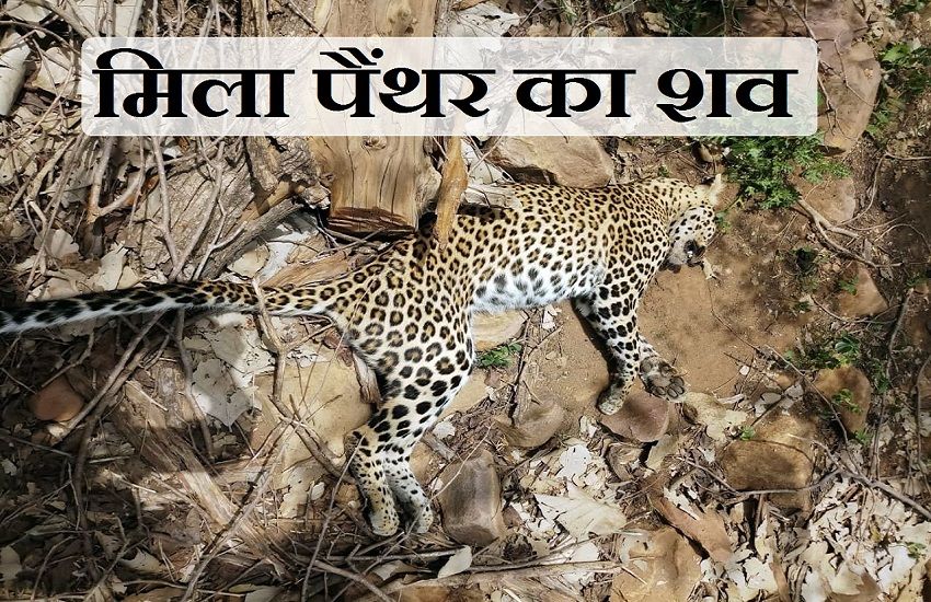 शाहाबाद के जंगल में मिला पैंथर का शव