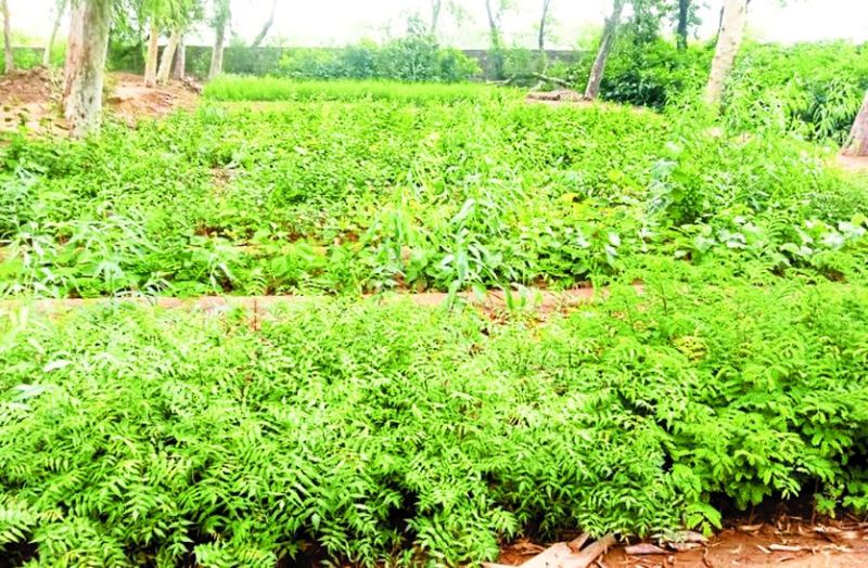 घर-घर औषधि योजना में जिले में लगाए जाएंगे 9 लाख पौधे