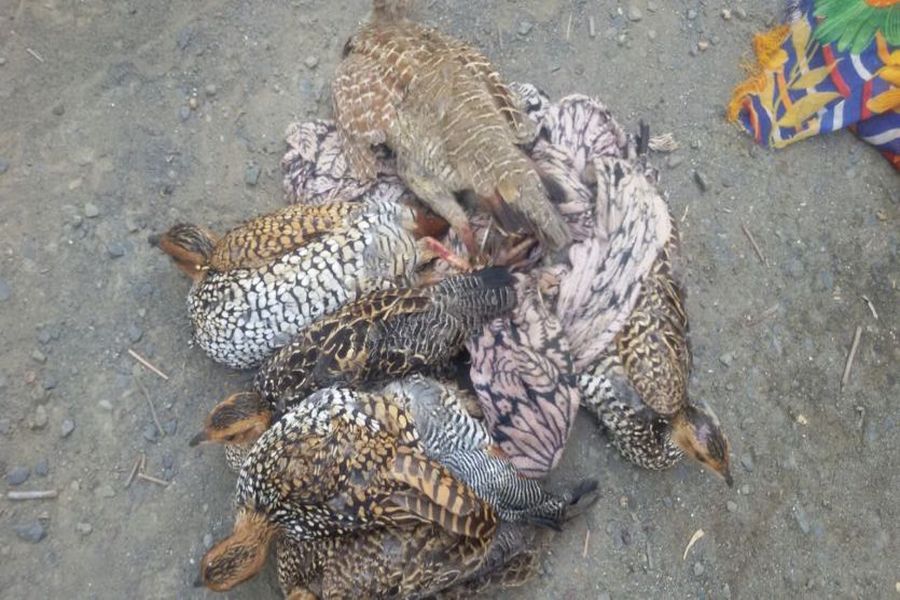 शिकारियों के हौसले बुलंद, कोसाणा में तीन वन्यजीवों का शिकार