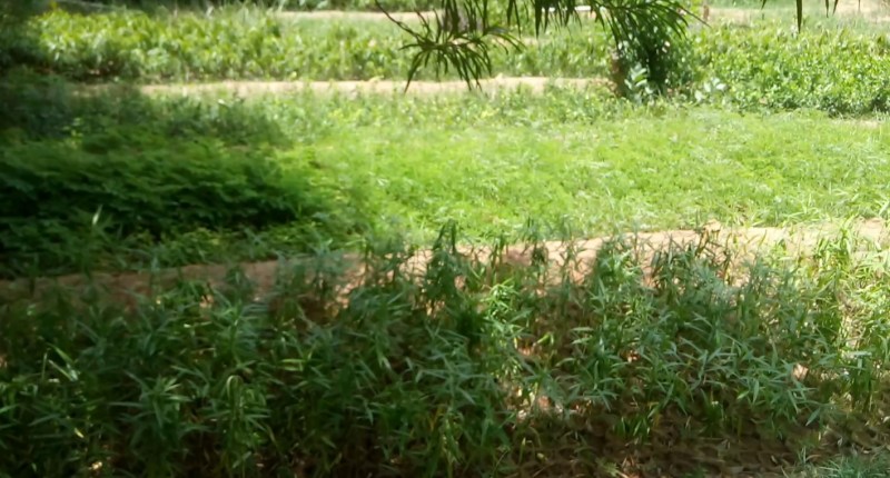 kitchen Garden : अब स्कूल में उगेंगे आलू, गाजर, मूली