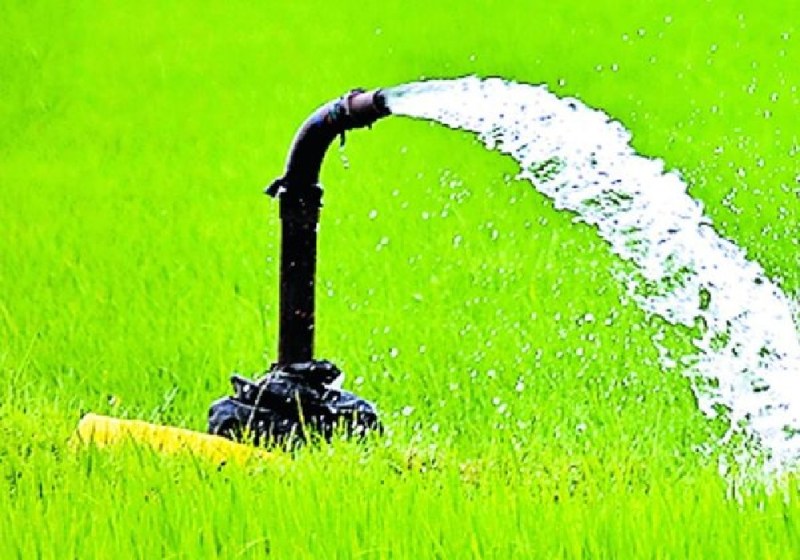 IIT Kanpur: धान की फसल 50 सालों से घटा रही भूजल स्तर, आईआईटी की रिपोर्ट में हुआ चौंकाने वाला खुलासा