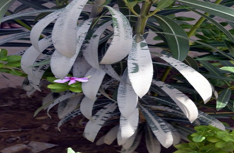 क्लिंकर प्लांट: भरतपुर पर मंडराया वायु प्रदूषण का बड़ा खतरा