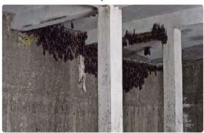 बारां मिनी सचिवालय में चमगादड़ों का बसेरा