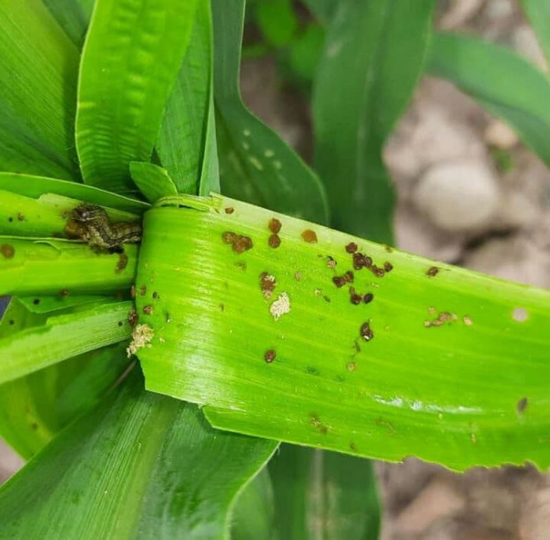 किसानों पर दोहरा कहर... बादल रूठे, कीड़े का फसलों पर हमला