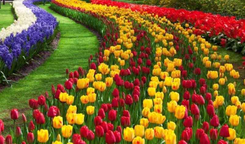 फूलों की बहार जिंदगी में भर रही सुनहरे रंग