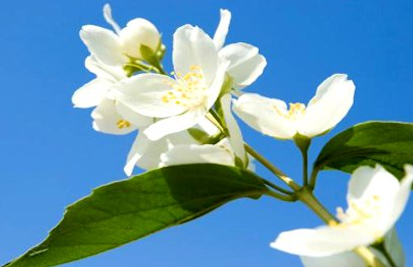 Beauty Tips: Health Benefits of jasmine flowers