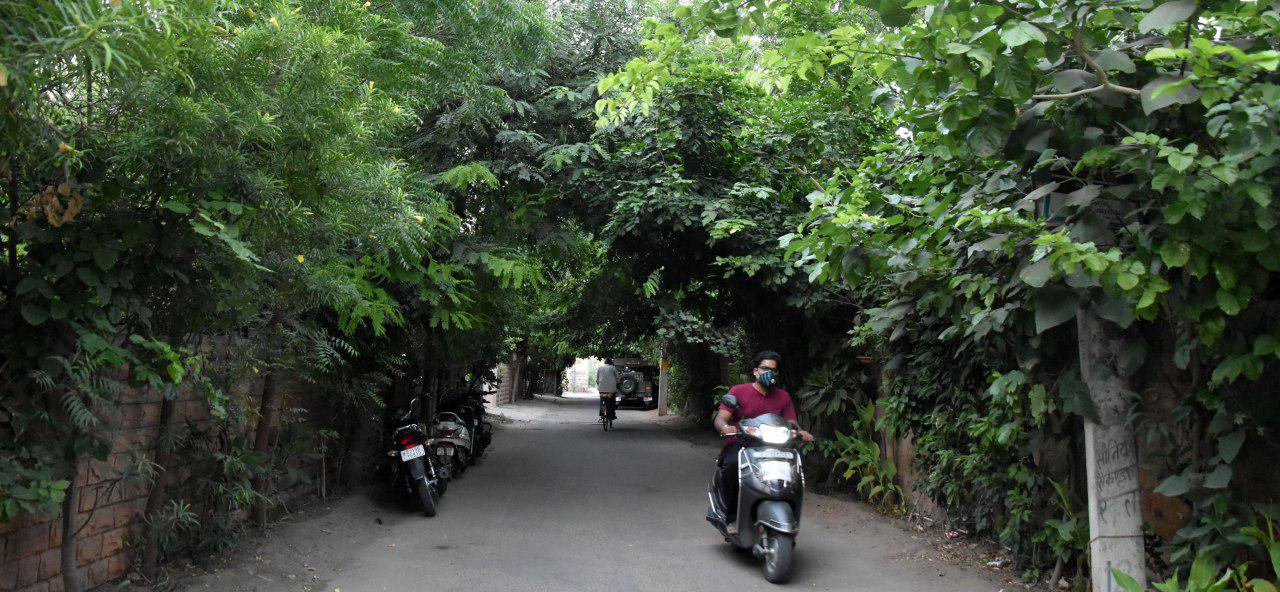 क्षेत्रवासियों की मेहनत से सड़क बन गई हरियाली की गुफा